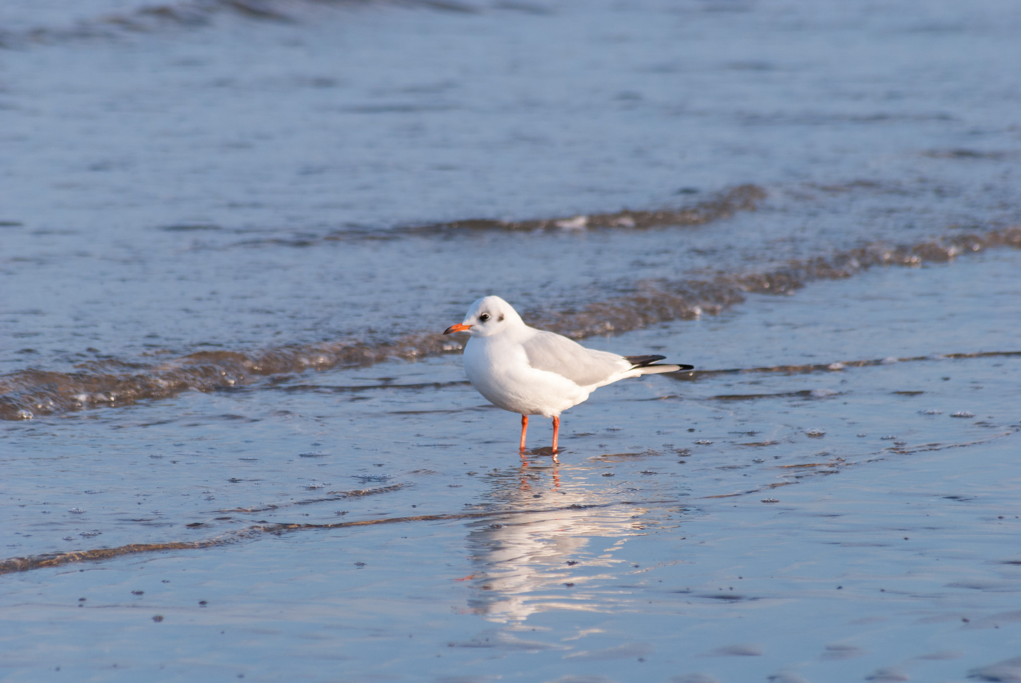 Sigma 70-300mm F4-5.6 APO DG Macro sample photo. Gulls in rimini 2 photography
