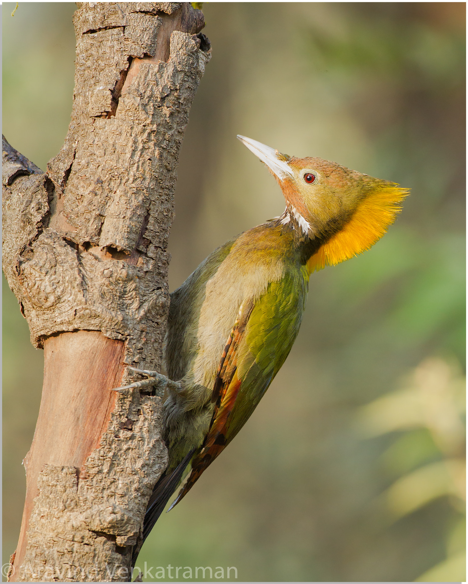 Canon EF 500mm F4L IS USM sample photo. Greater yellow nape woodpecker photography