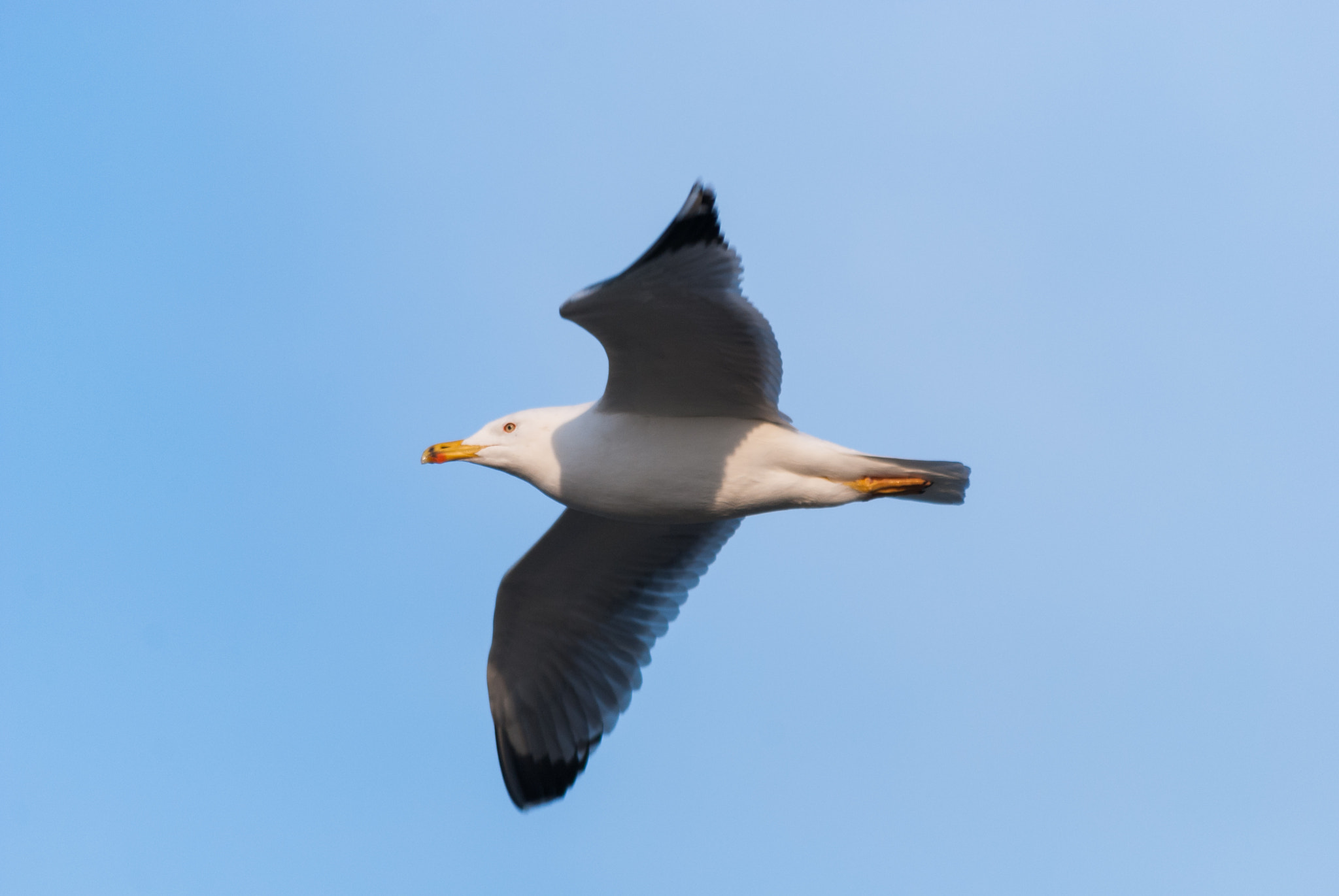 Sigma 70-300mm F4-5.6 APO DG Macro sample photo. Gulls in rimini 4 photography