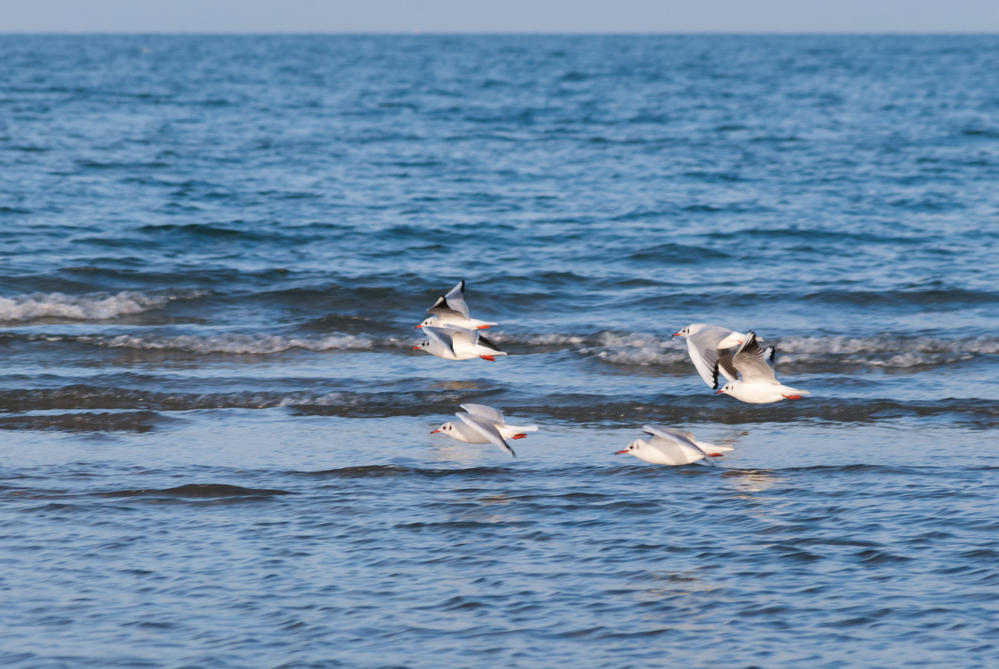 Sigma 70-300mm F4-5.6 APO DG Macro sample photo. Gulls in rimini 3 photography