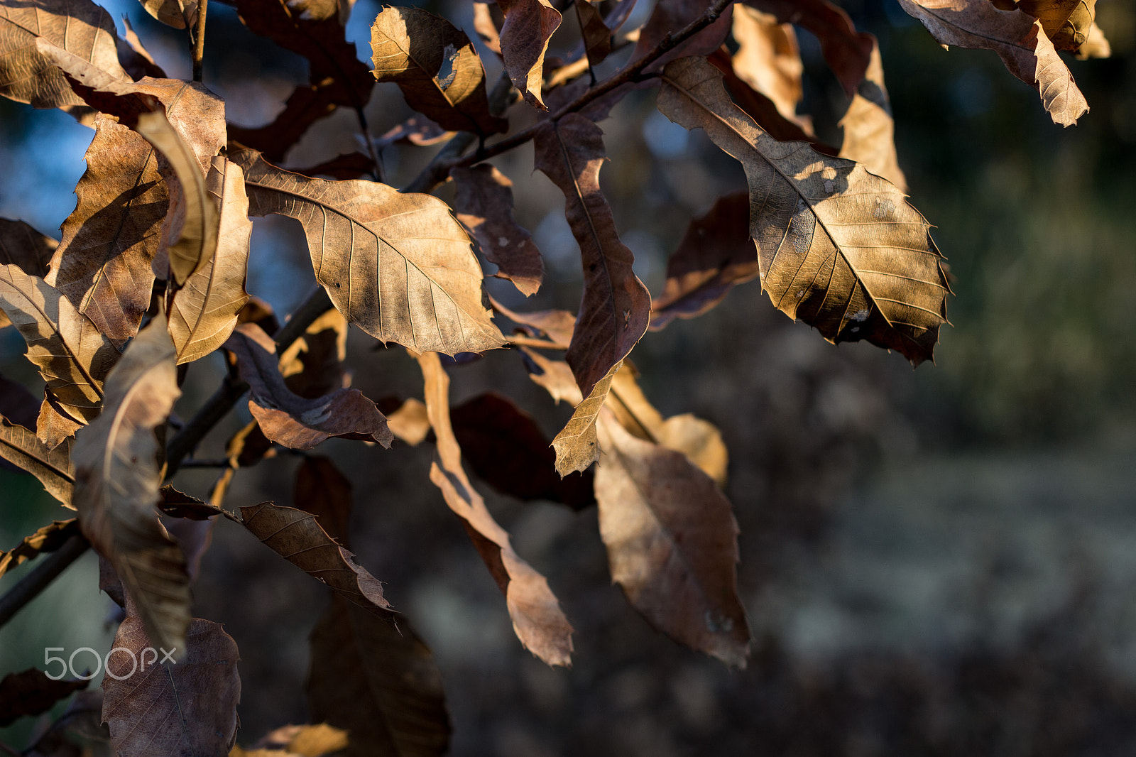 Canon EOS 600D (Rebel EOS T3i / EOS Kiss X5) sample photo. Old leaves photography