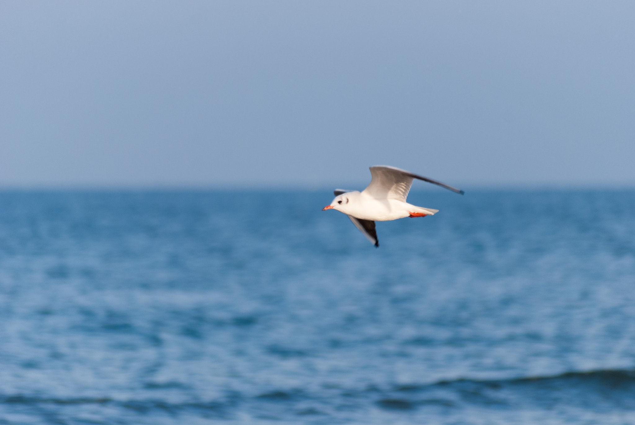 Sigma 70-300mm F4-5.6 APO DG Macro sample photo. Gulls in rimini 5 photography