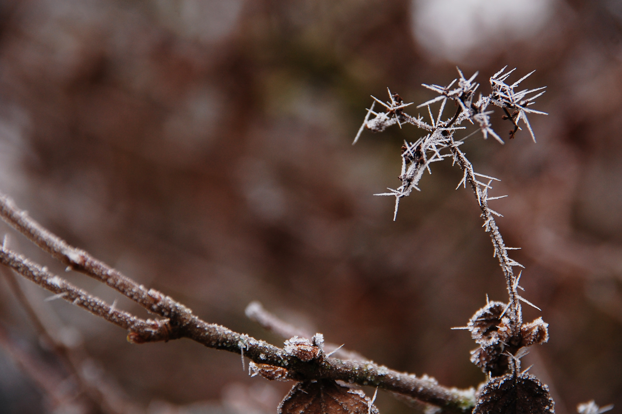 Nikon D40 + Sigma 18-200mm F3.5-6.3 DC sample photo. Pike photography