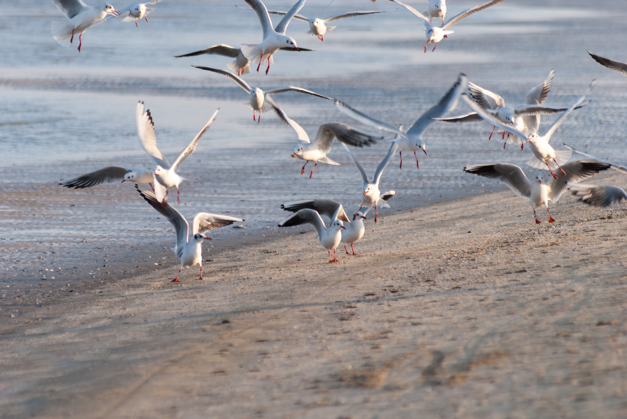Sigma 70-300mm F4-5.6 APO DG Macro sample photo. Gulls in rimini 7 photography