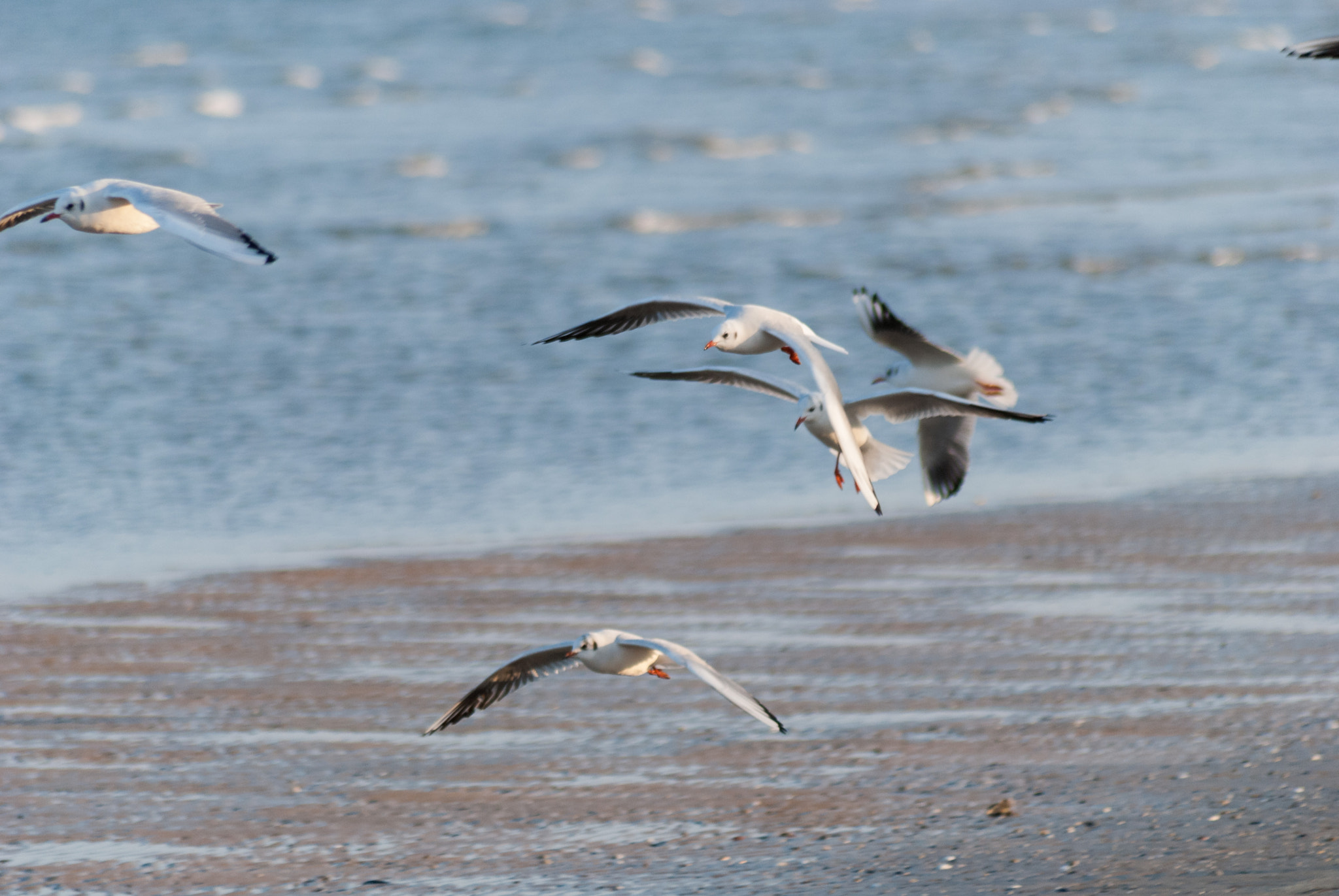 Sigma 70-300mm F4-5.6 APO DG Macro sample photo. Gulls in rimini 8 photography