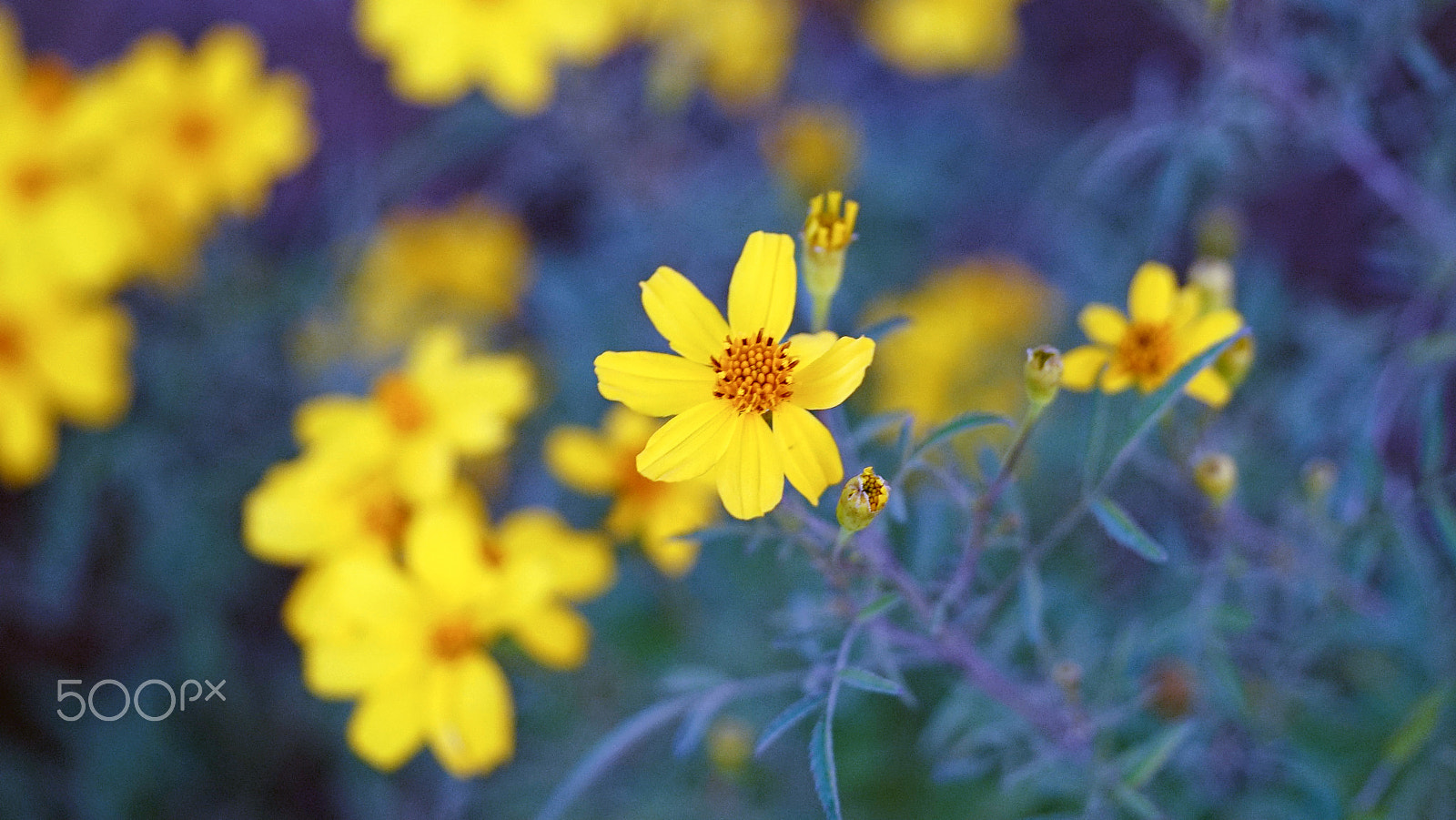 Sony a7S II + Sony FE 90mm F2.8 Macro G OSS sample photo. All smiles photography