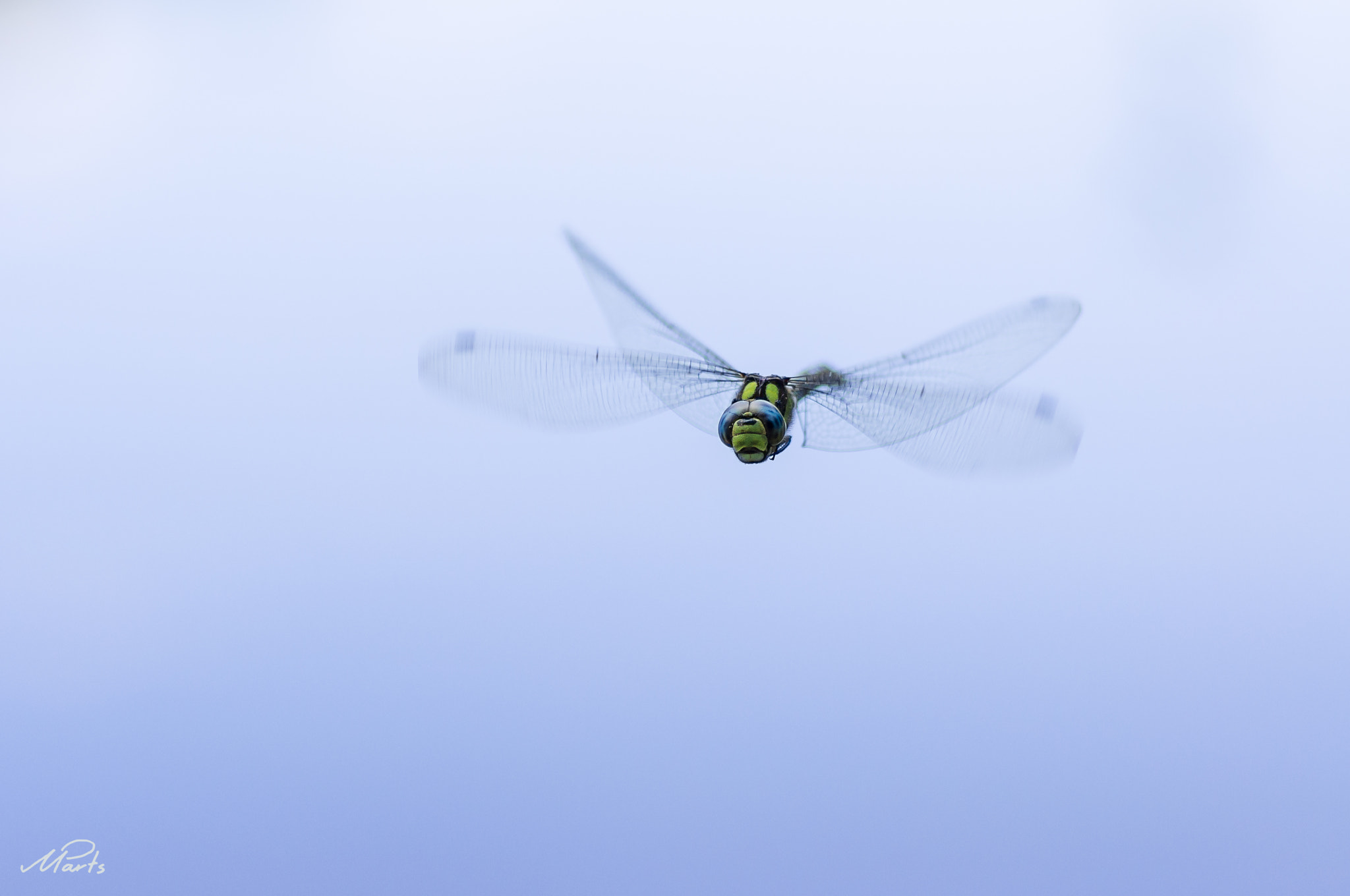 Tamron SP AF 90mm F2.8 Di Macro sample photo. A lone flier photography