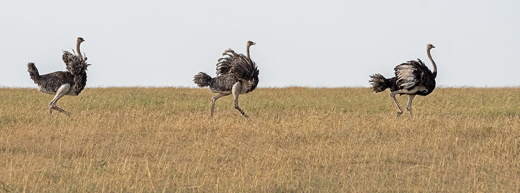 Sony 70-400mm F4-5.6 G SSM II sample photo. Strolling in the savannah photography