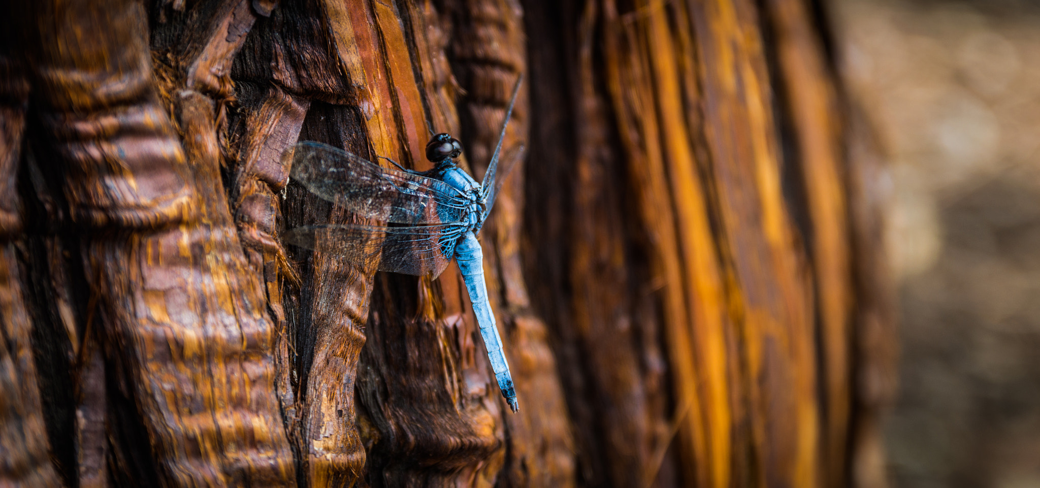 Nikon D3200 sample photo. Blue and brown photography