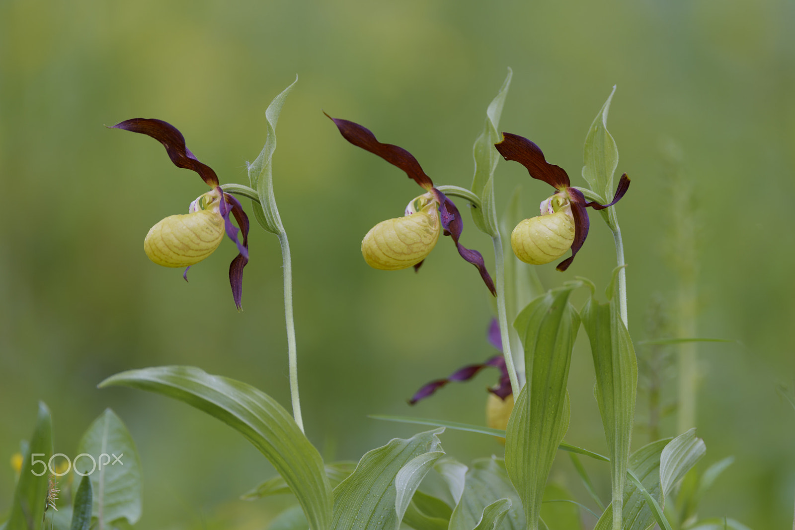 Nikon D810 sample photo. Europaeischer frauenschuh, cypripedium calceolus, ladys slipper photography