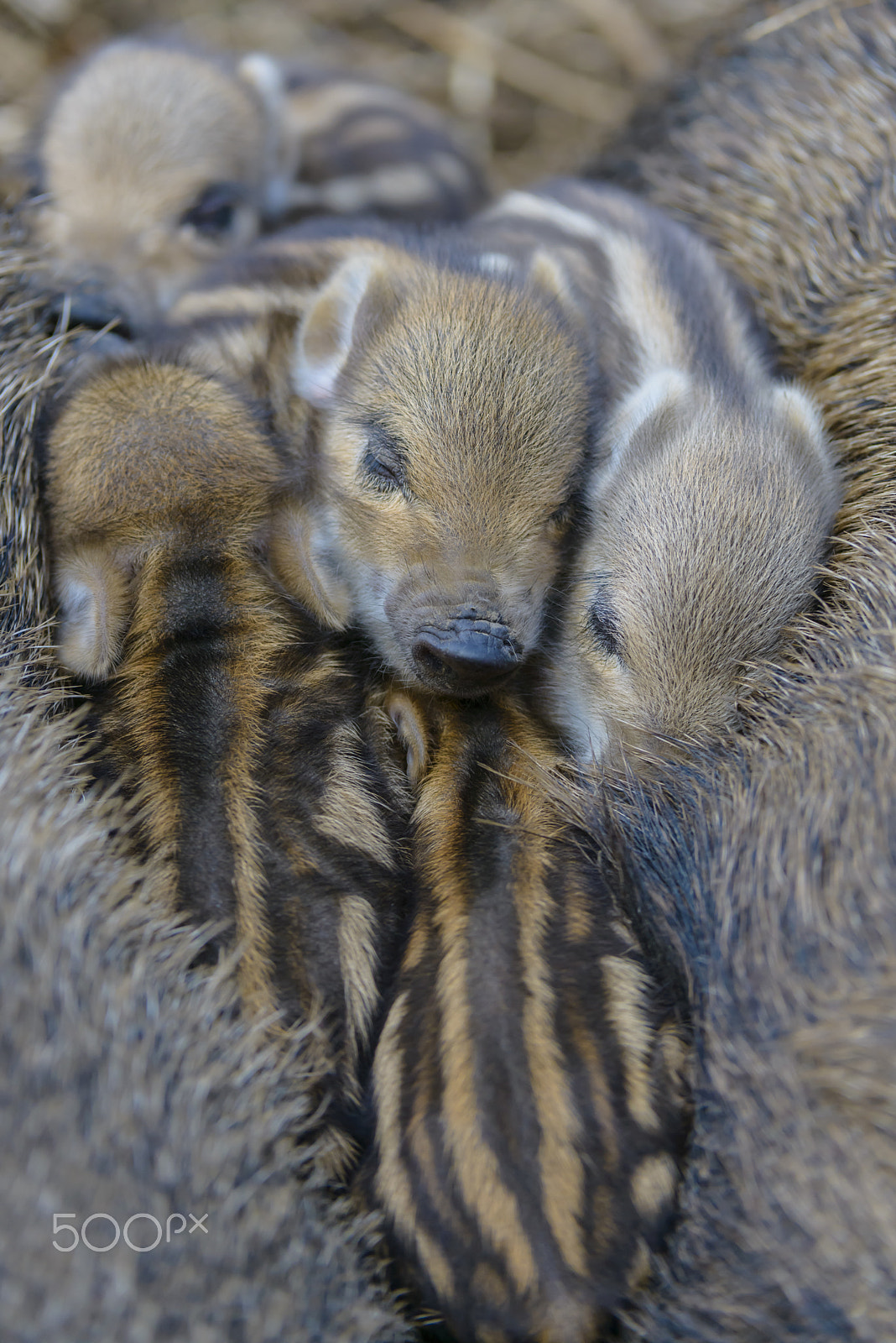 Nikon D800E sample photo. Wildschwein, sus scrofa, wild boar photography