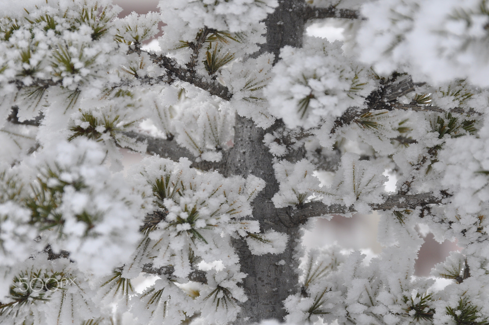 Nikon D90 sample photo. Winter photography