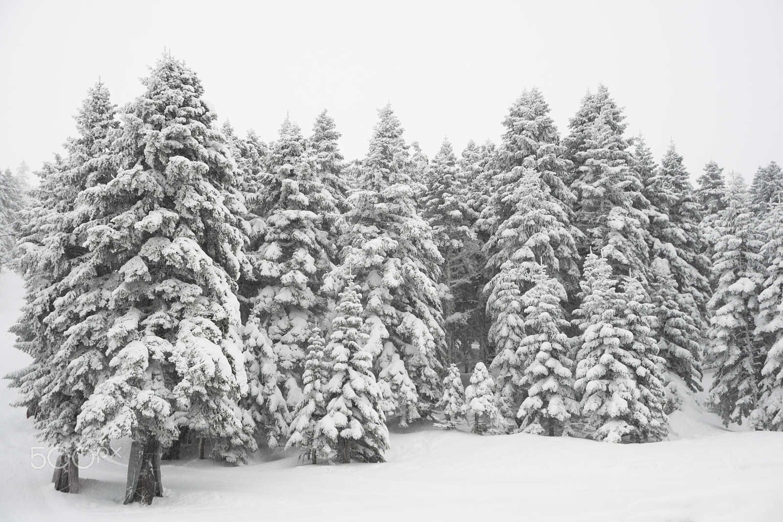 Nikon D610 sample photo. Pine trees and snow photography