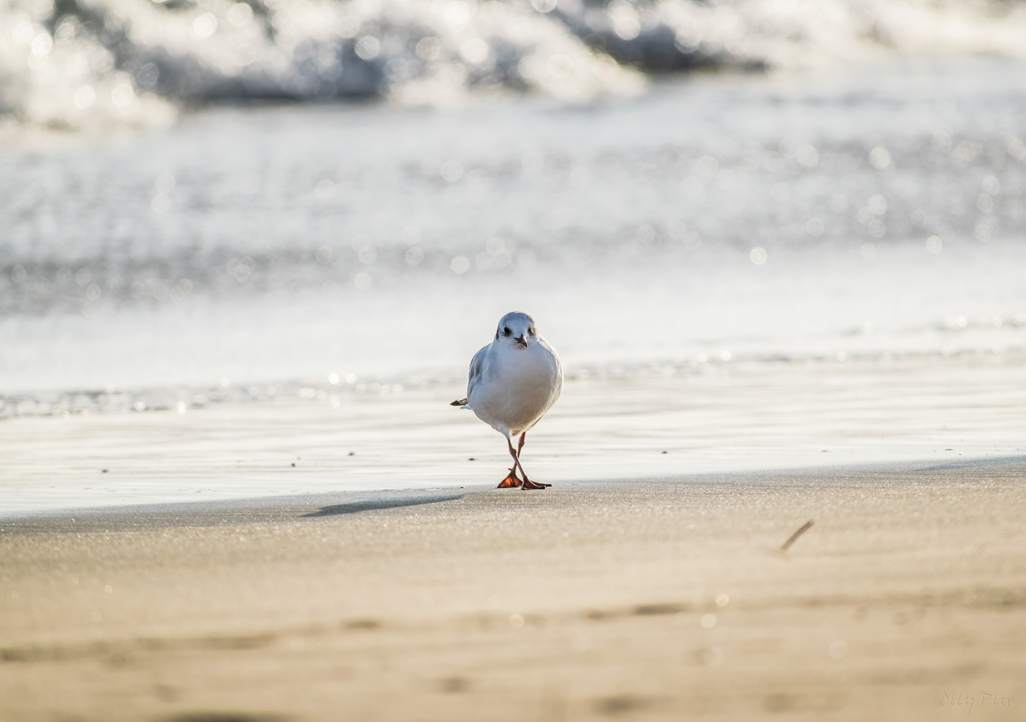 Sigma 80-400mm F4.5-5.6 EX OS sample photo. Modest seagull photography
