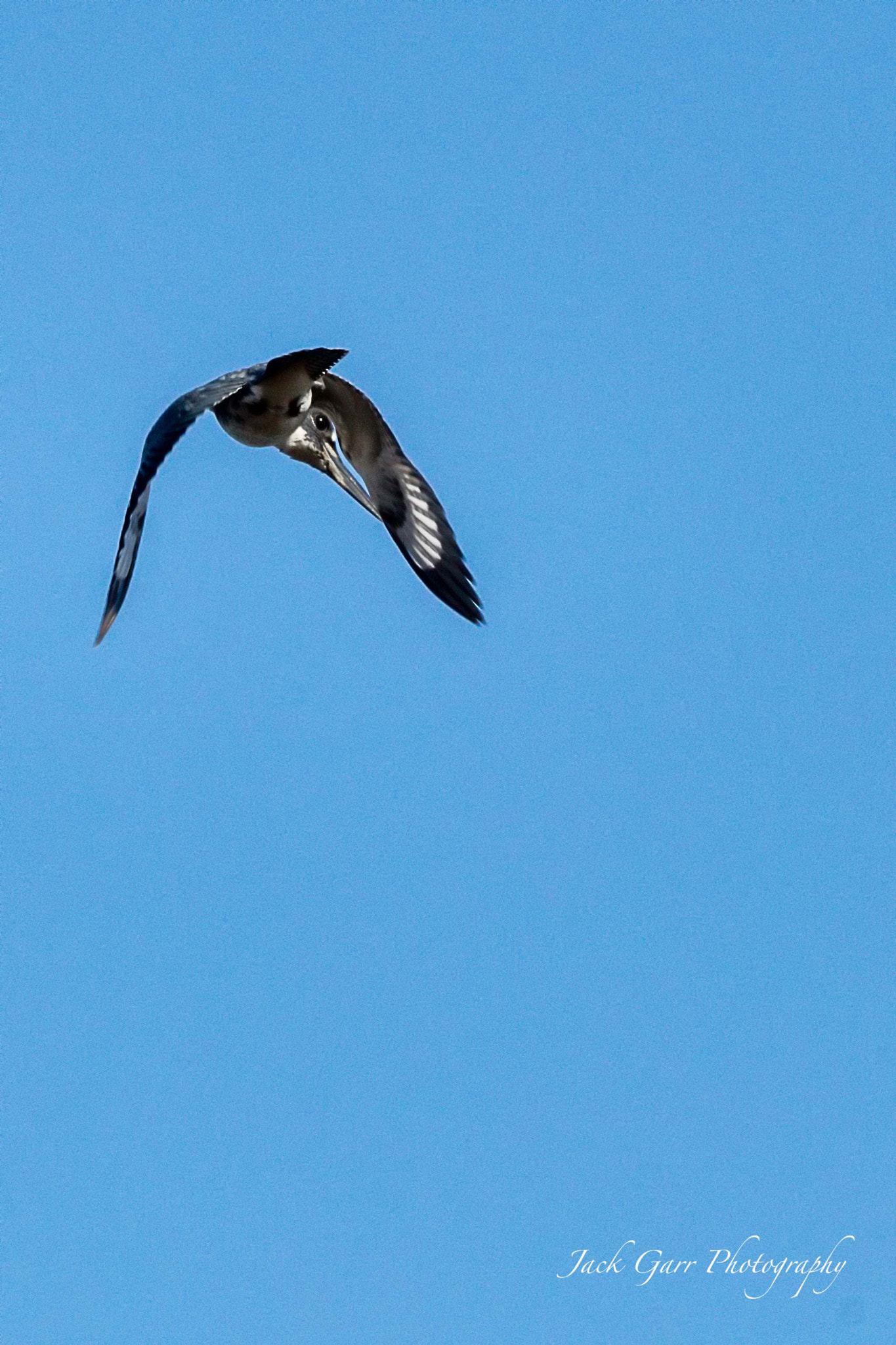 150-600mm F5-6.3 DG OS HSM | Sports 014 sample photo. Belted kingfisher hunting photography