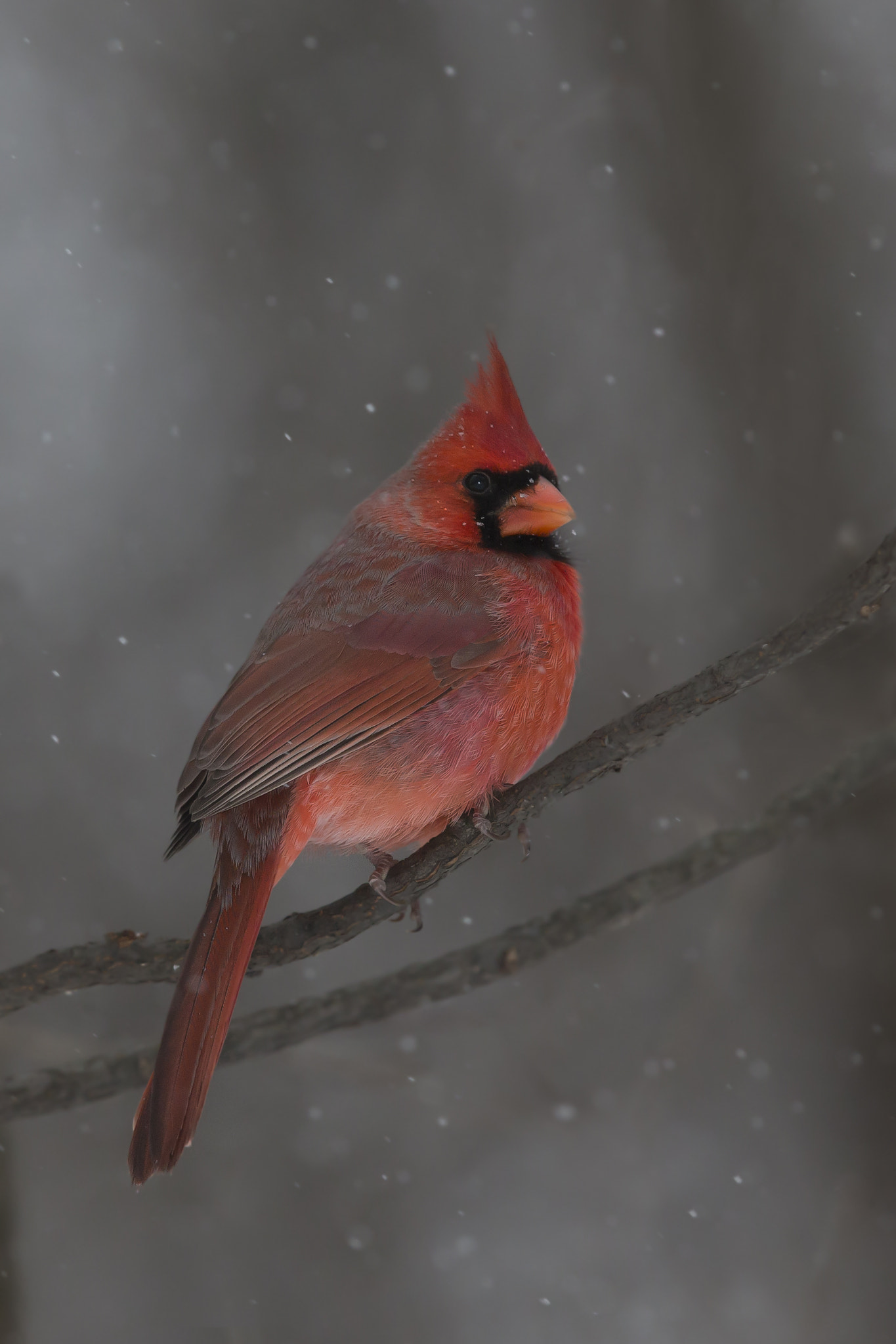 Canon EF 600mm F4L IS II USM sample photo. Northern cardinal photography
