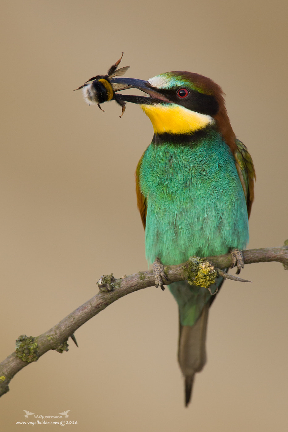 Canon EF 600mm f/4L IS sample photo. Bienenfresser / beeeater photography
