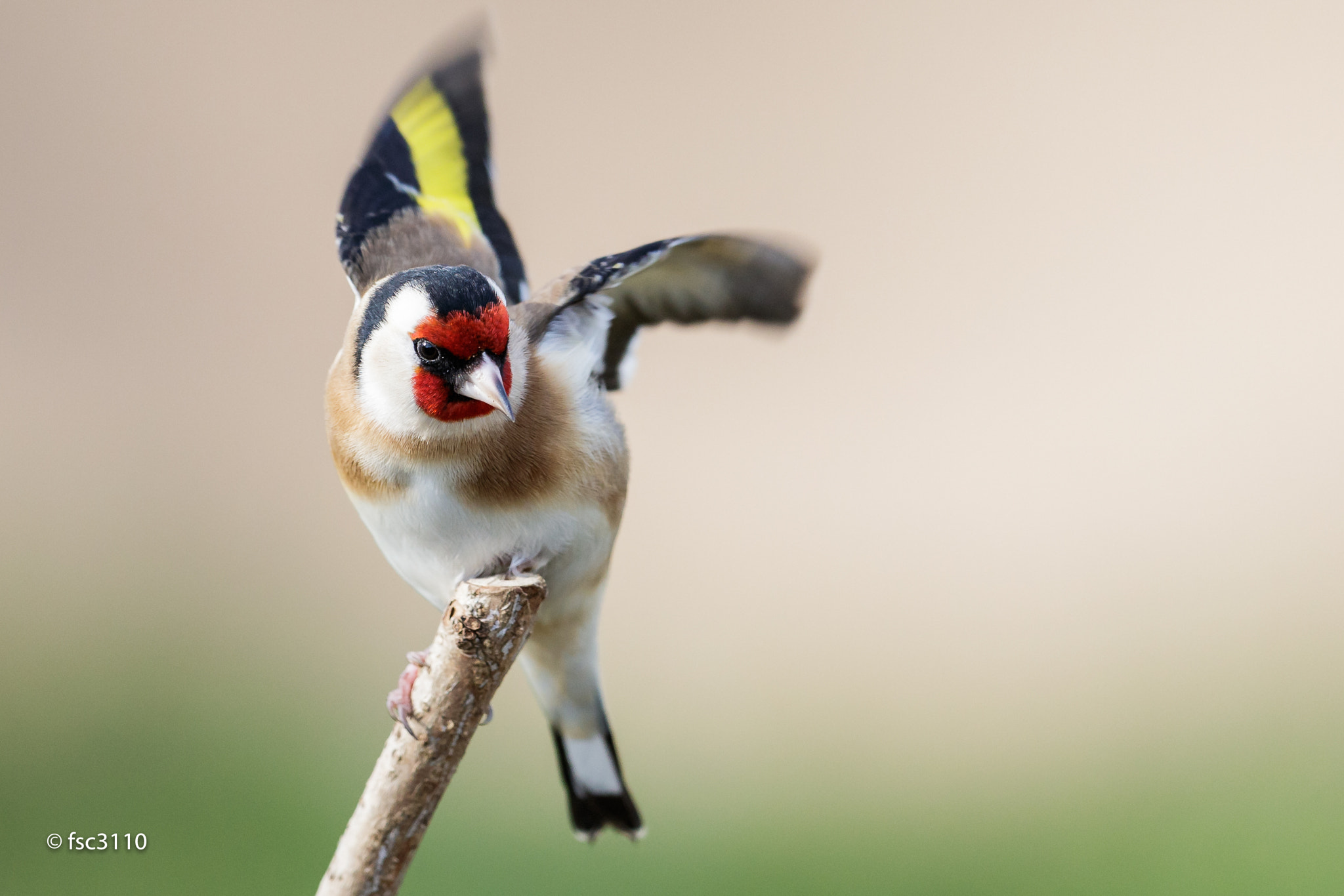 Canon EF 500mm F4L IS II USM sample photo. European goldfinch photography
