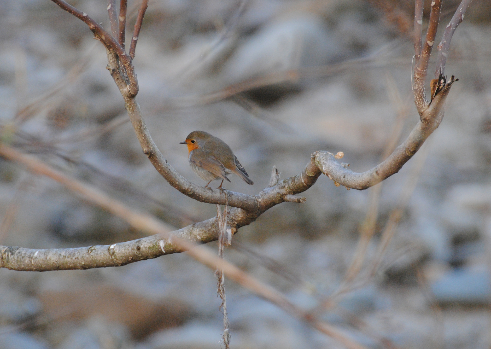 Nikon D3000 sample photo. Through the tree photography