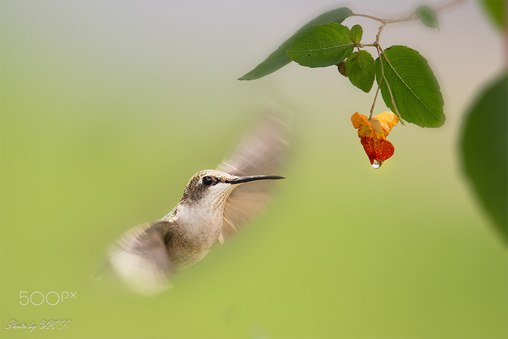 Canon EOS 6D + 150-600mm F5-6.3 DG OS HSM | Sports 014 sample photo. Hummingbird in pa （5） photography