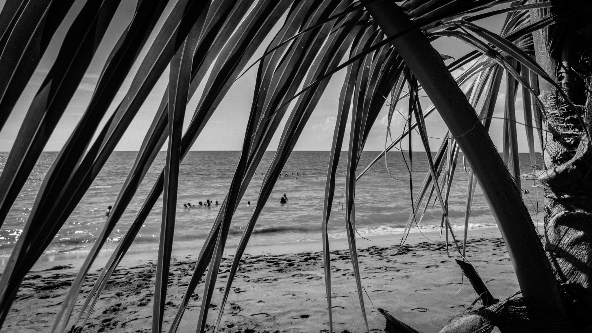 Sony a7 II + Sony E 18-55mm F3.5-5.6 OSS sample photo. Palm leaves photography