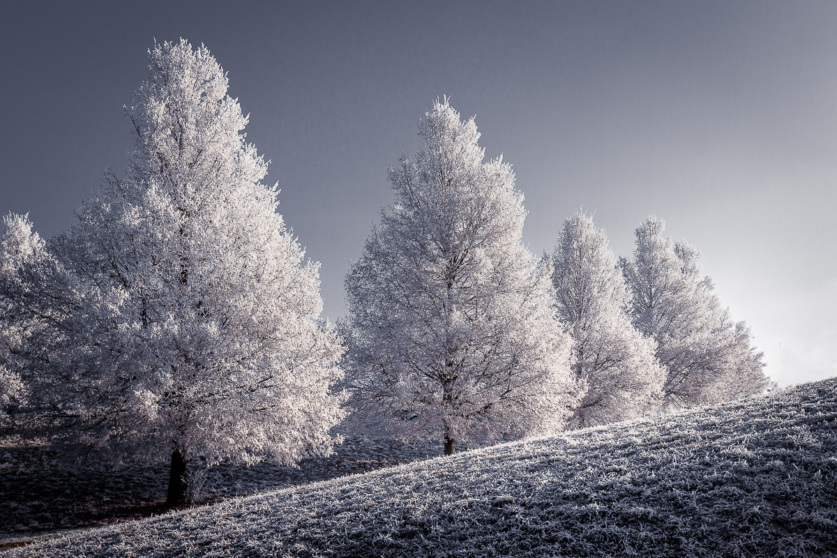 Canon EF 16-35mm F4L IS USM sample photo. Www - winter white wonderfull photography