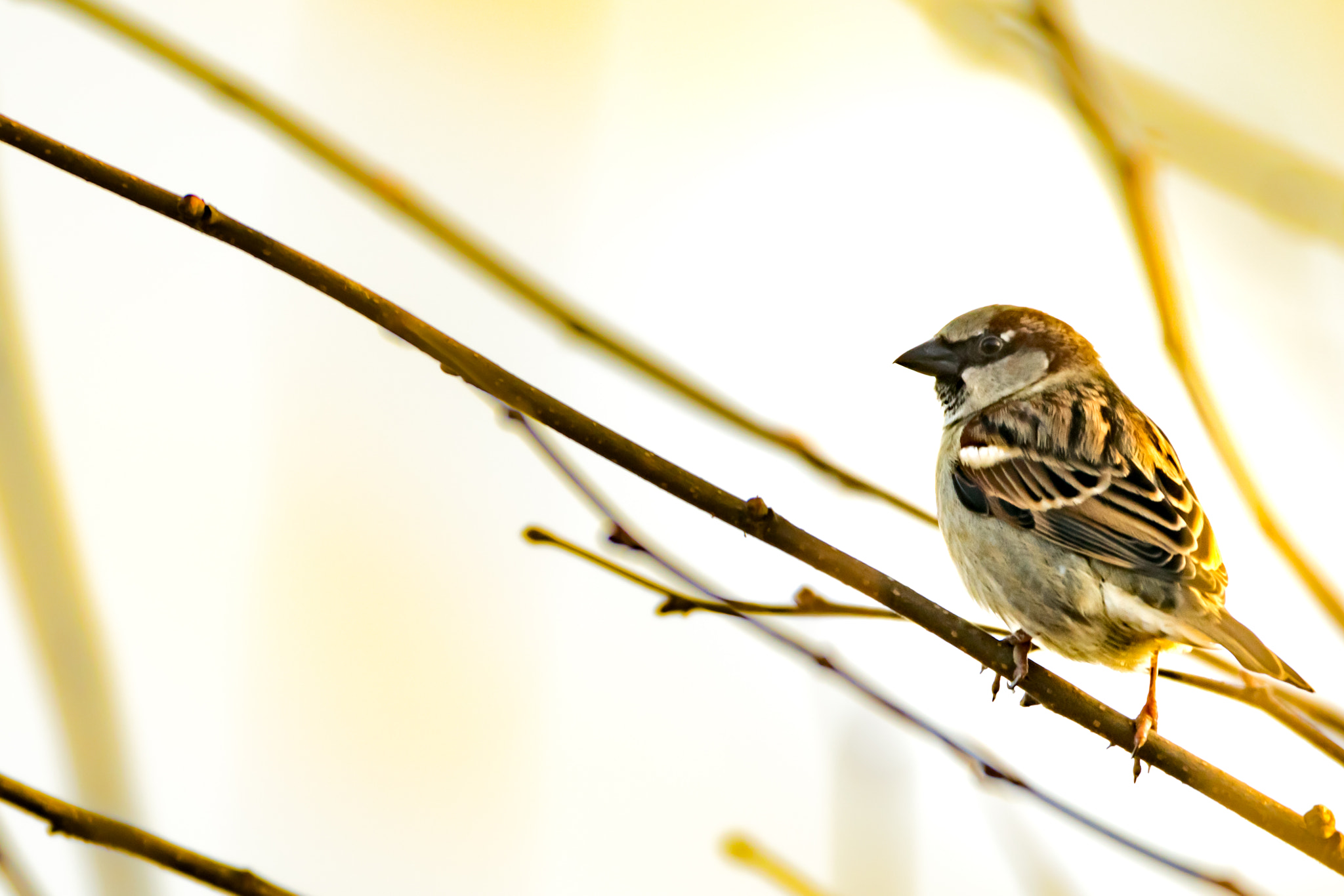Sigma 150-600mm F5-6.3 DG OS HSM | C sample photo. Birdy 2 photography