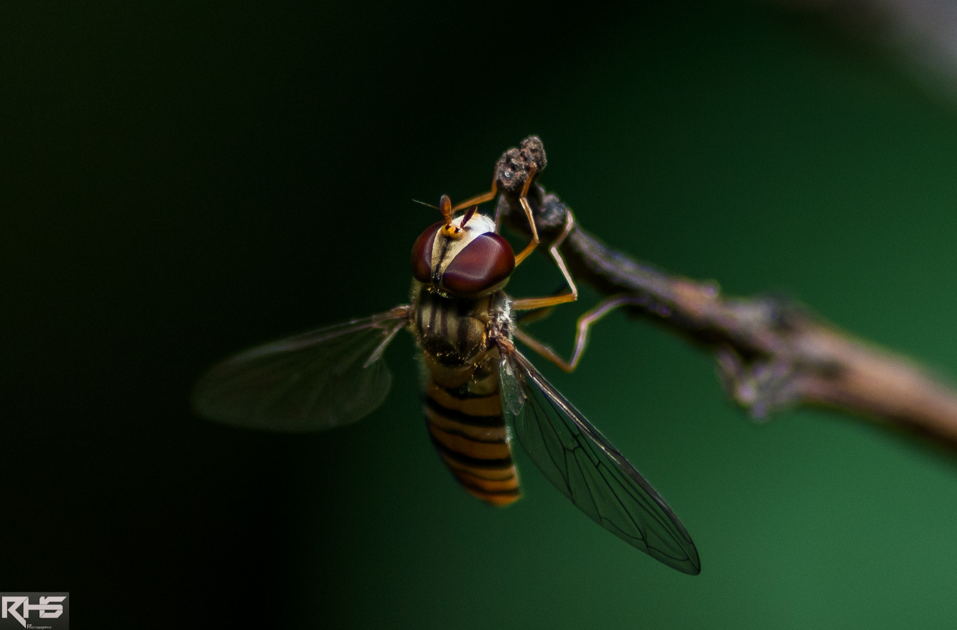 Sigma 70-300mm F4-5.6 APO DG Macro sample photo. Macro photography