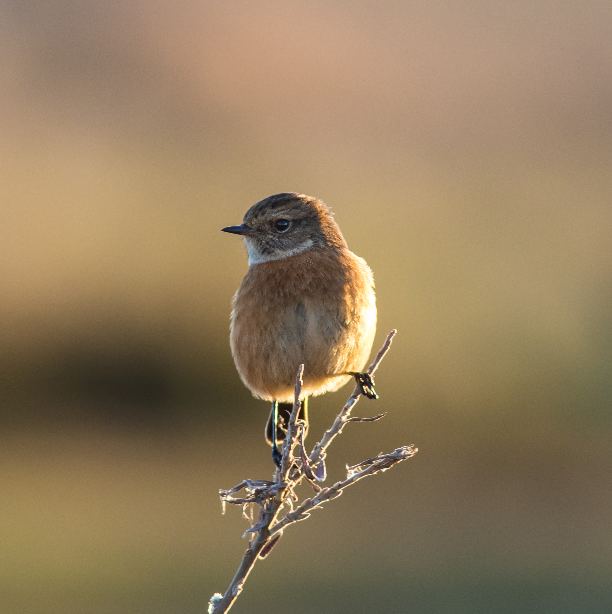 Canon EOS 7D Mark II + Canon EF 300mm F4L IS USM sample photo. Stonechat photography