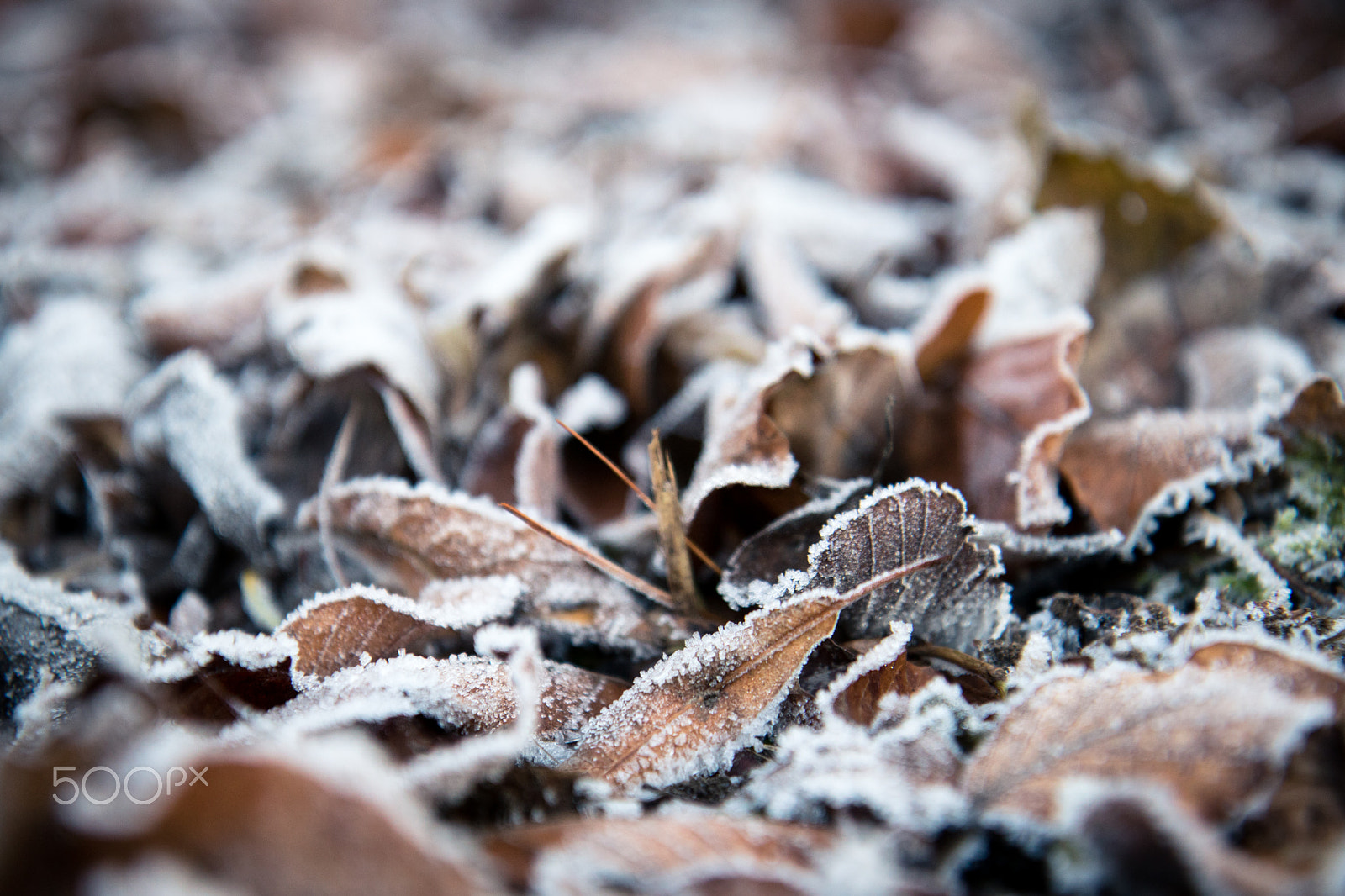 Canon EOS 750D (EOS Rebel T6i / EOS Kiss X8i) sample photo. Winter is setting in. photography