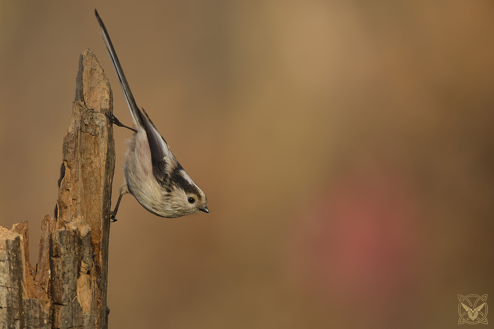 Nikon D4S + Nikon AF-S Nikkor 600mm F4G ED VR sample photo. Aegithalos caudatus - codibùgnolo - tupinet photography