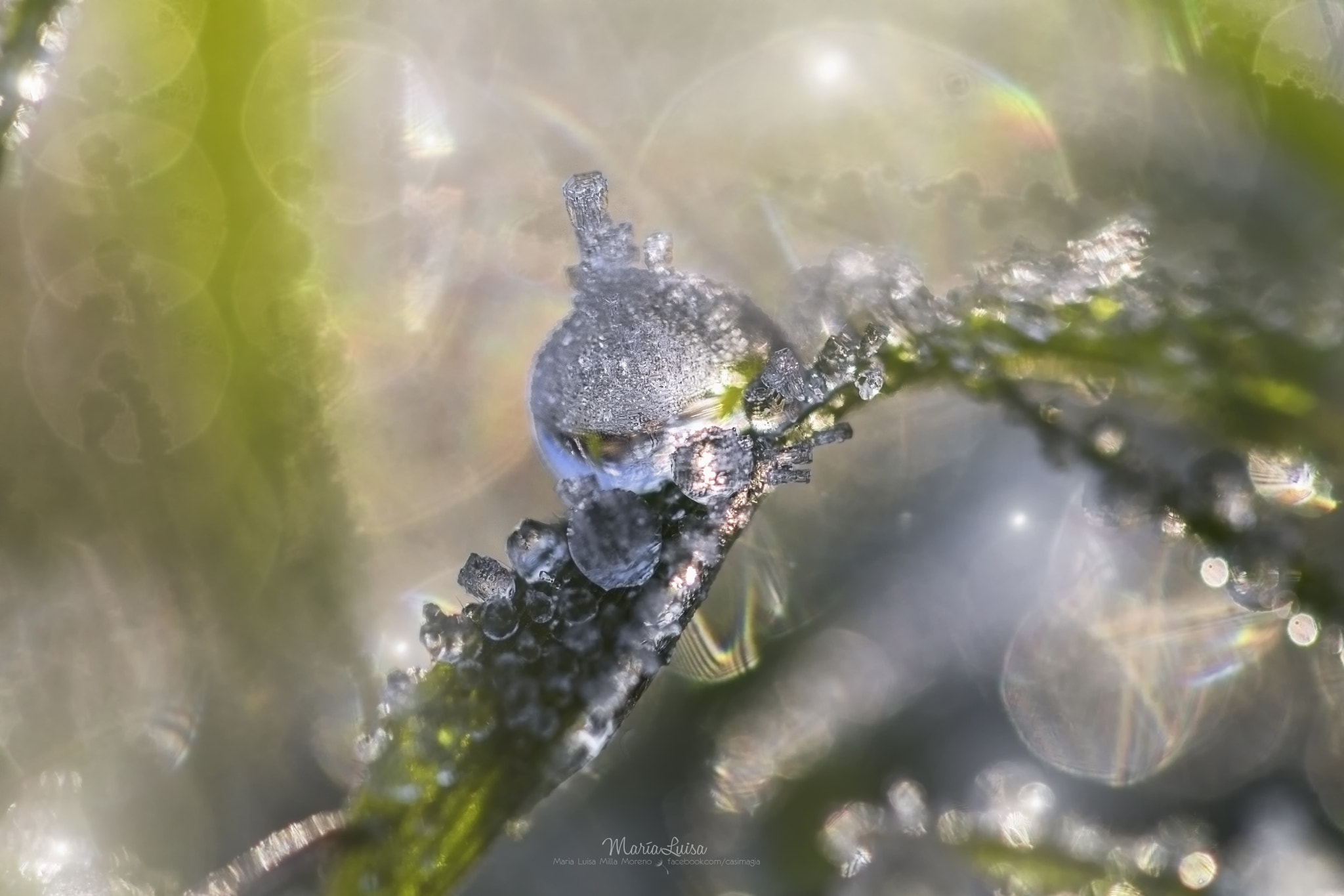 Canon EF 100mm F2.8 Macro USM sample photo. The candy jar of fairies photography