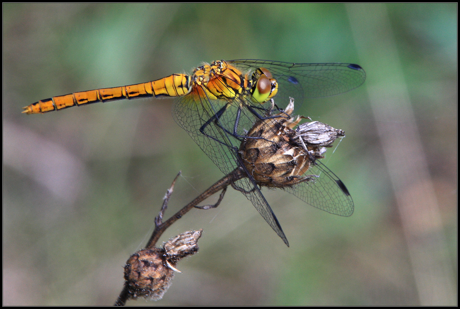 Sigma 18-125mm F3.8-5.6 DC OS HSM sample photo. Dragonfly photography