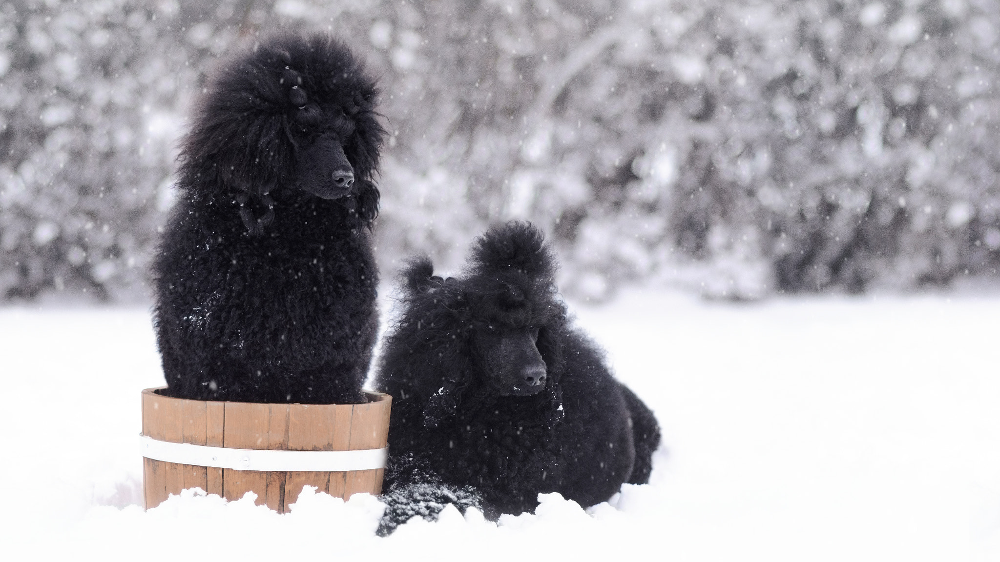 Nikon D7000 + Sigma 85mm F1.4 EX DG HSM sample photo. Poodle photography