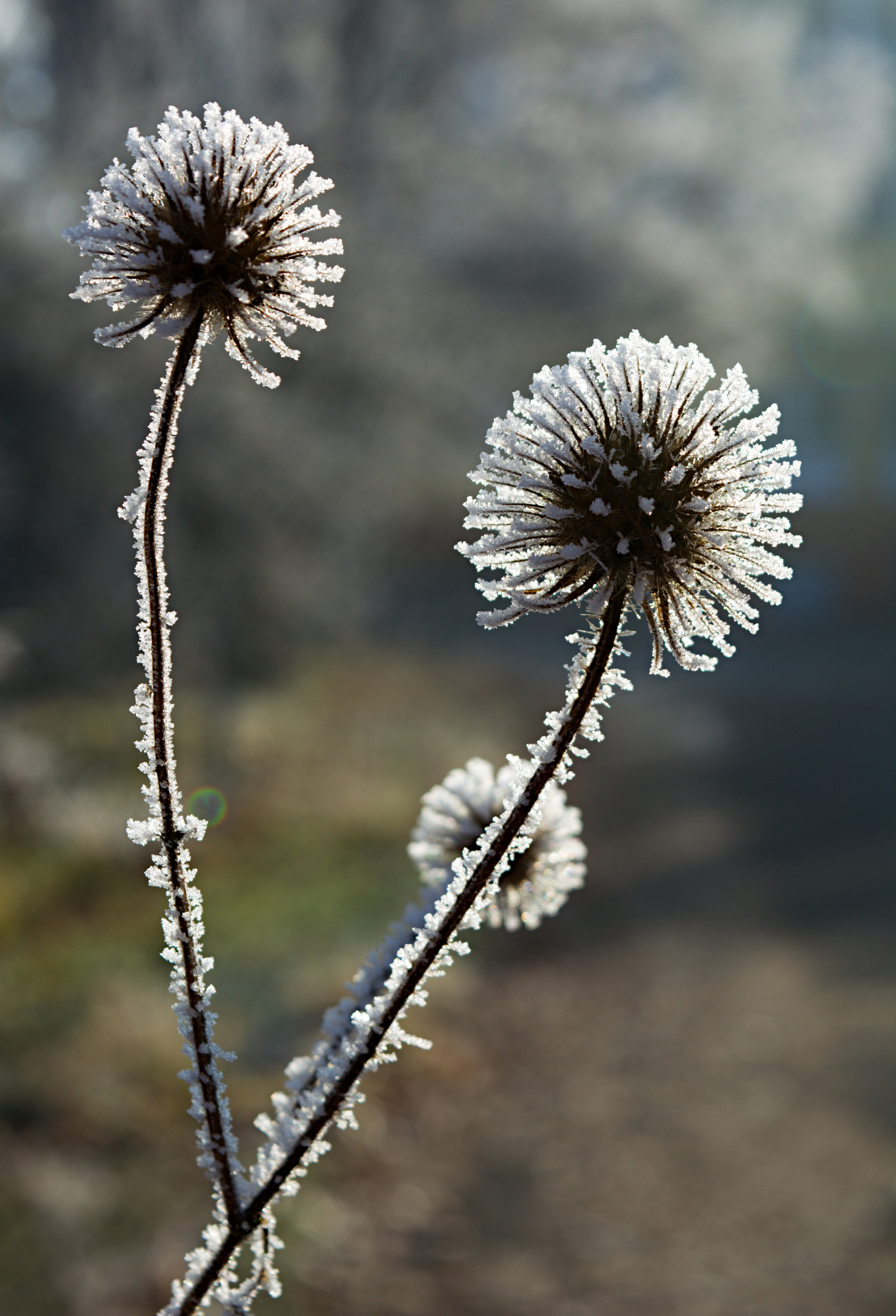 18.00 - 55.00 mm f/3.5 - 5.6 sample photo. Simple photography