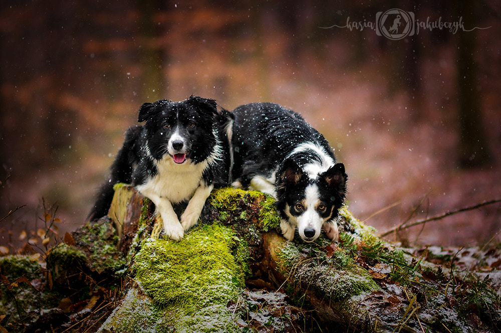 Sigma 70-200mm F2.8 EX DG OS HSM sample photo. Give us a cookie photography