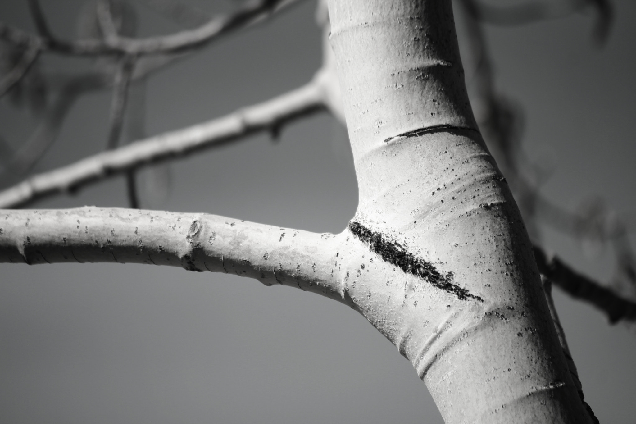 Canon EF-S 55-250mm F4-5.6 IS II sample photo. White tree photography