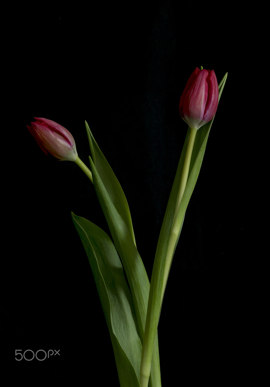Nikon D5300 + Sigma 105mm F2.8 EX DG OS HSM sample photo. Red tulips photography
