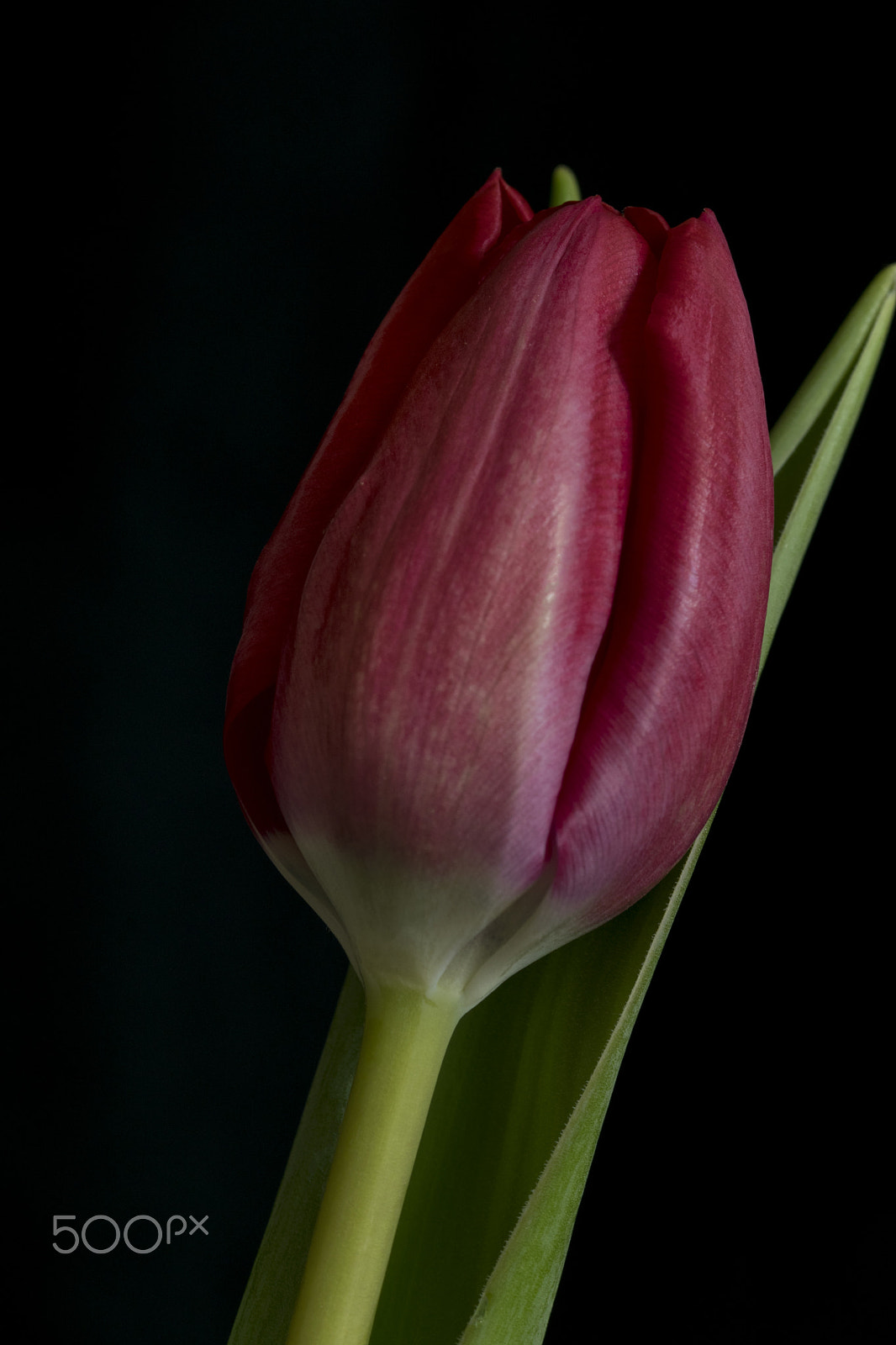 Sigma 105mm F2.8 EX DG OS HSM sample photo. Red tulip photography