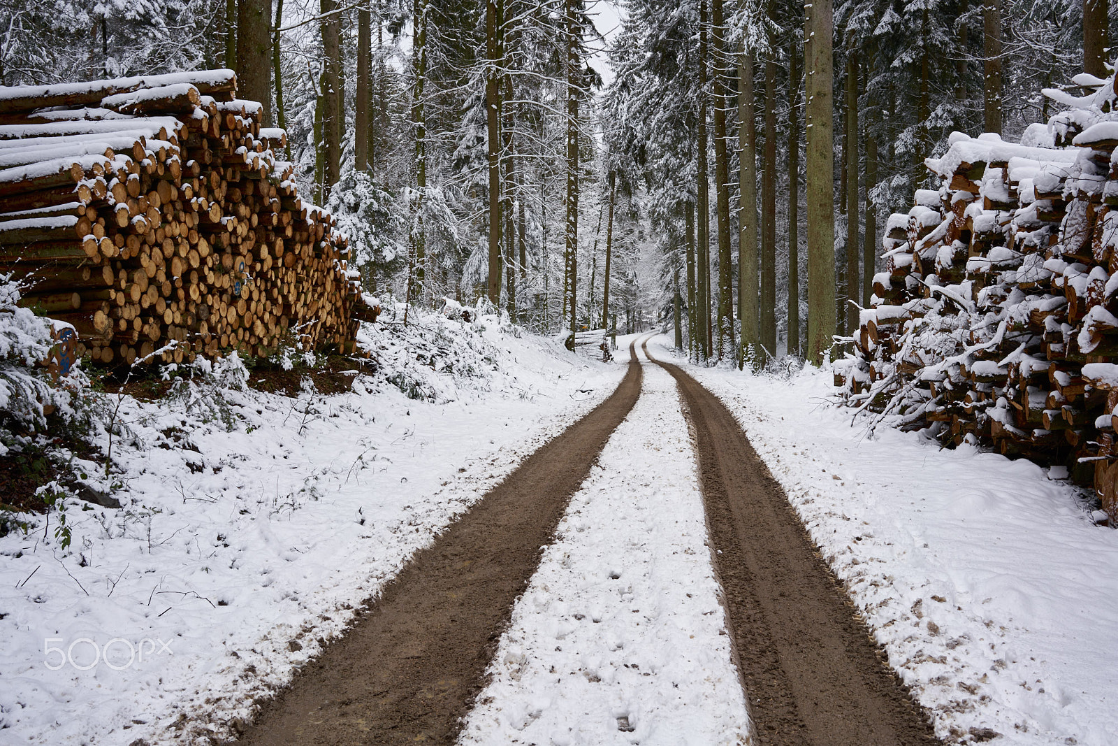 Sony a7R II + Sony Sonnar T* FE 35mm F2.8 ZA sample photo. Forest after timber harvesting photography