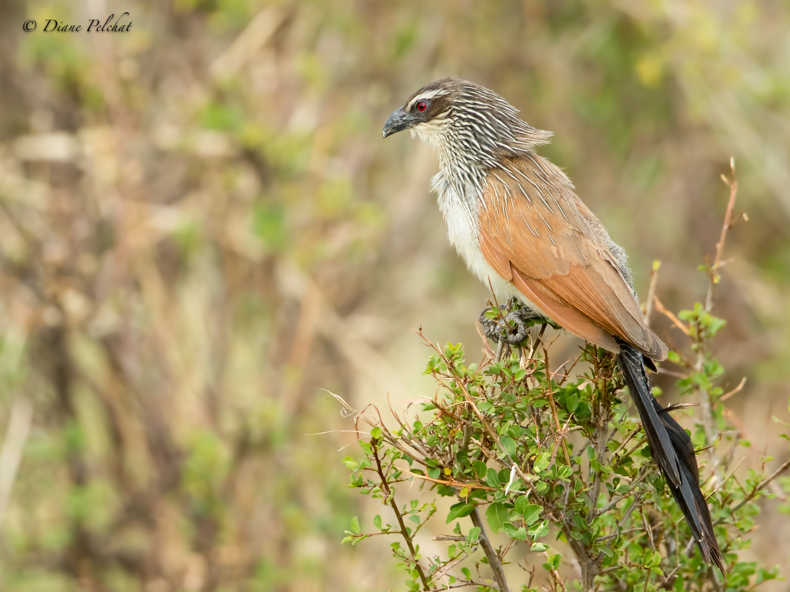 Canon EOS 7D Mark II + Canon EF 300mm F2.8L IS II USM sample photo. Coucal à sourcils blancs-white-browed coucal photography