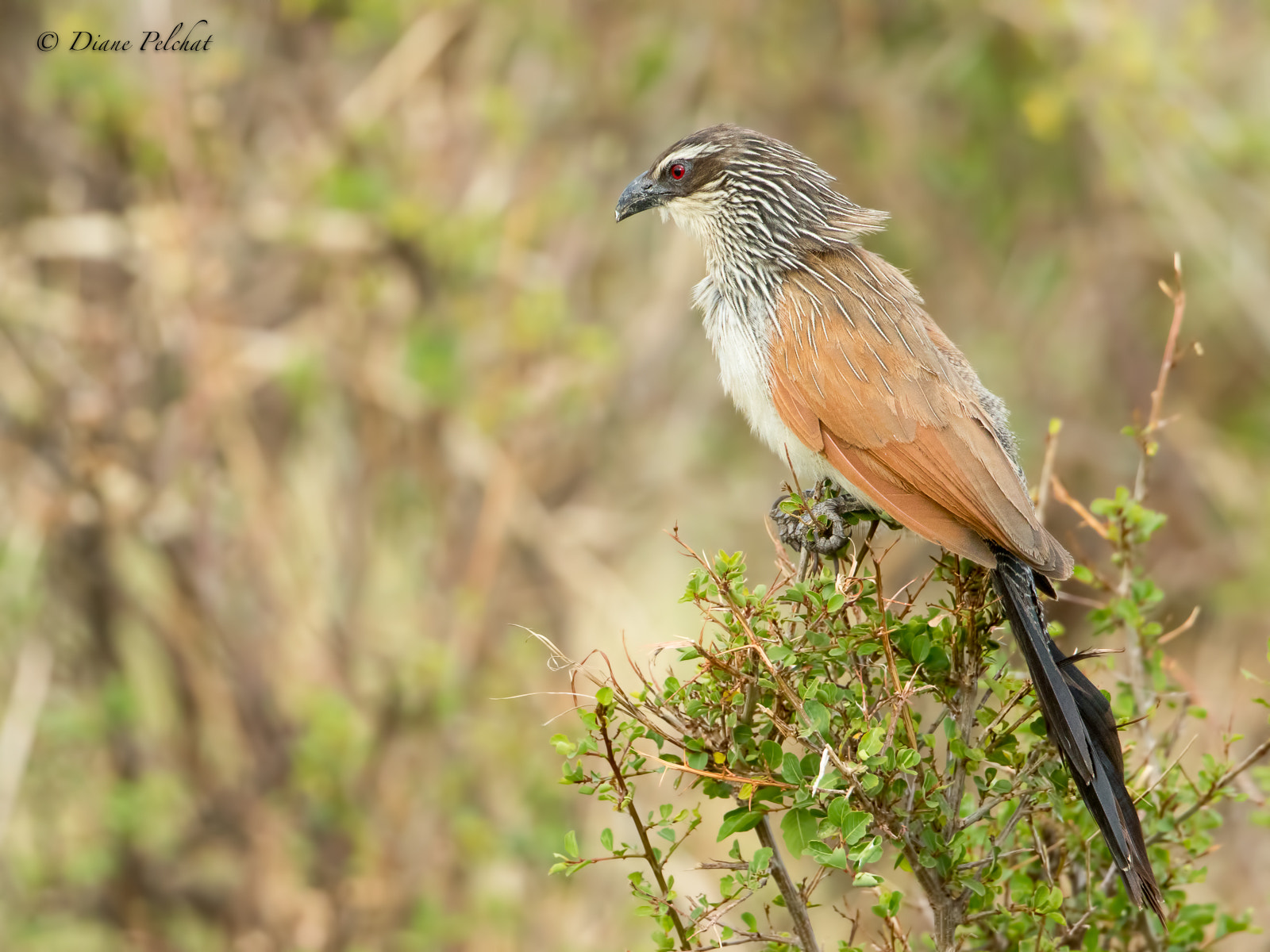 Canon EF 300mm F2.8L IS II USM sample photo. Coucal à sourcils blancs-white-browed coucal photography