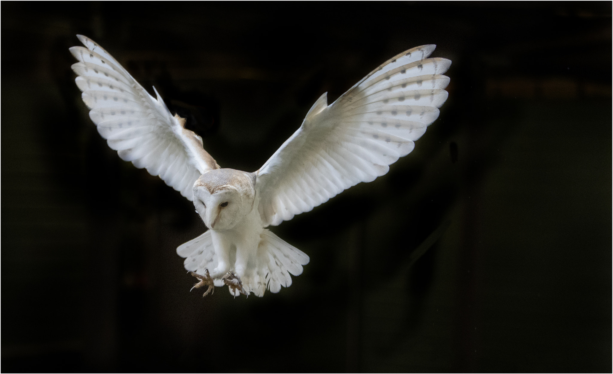 Canon EF 70-200mm F2.8L IS USM sample photo. Barn owl hover photography