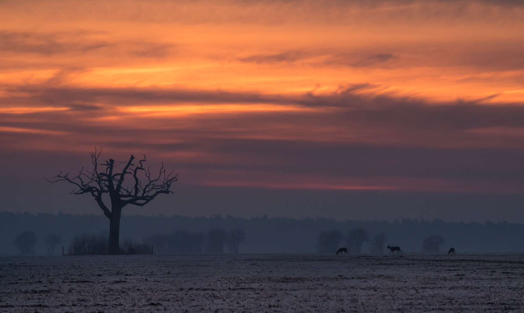 Pentax K-50 sample photo. Frosty morning photography