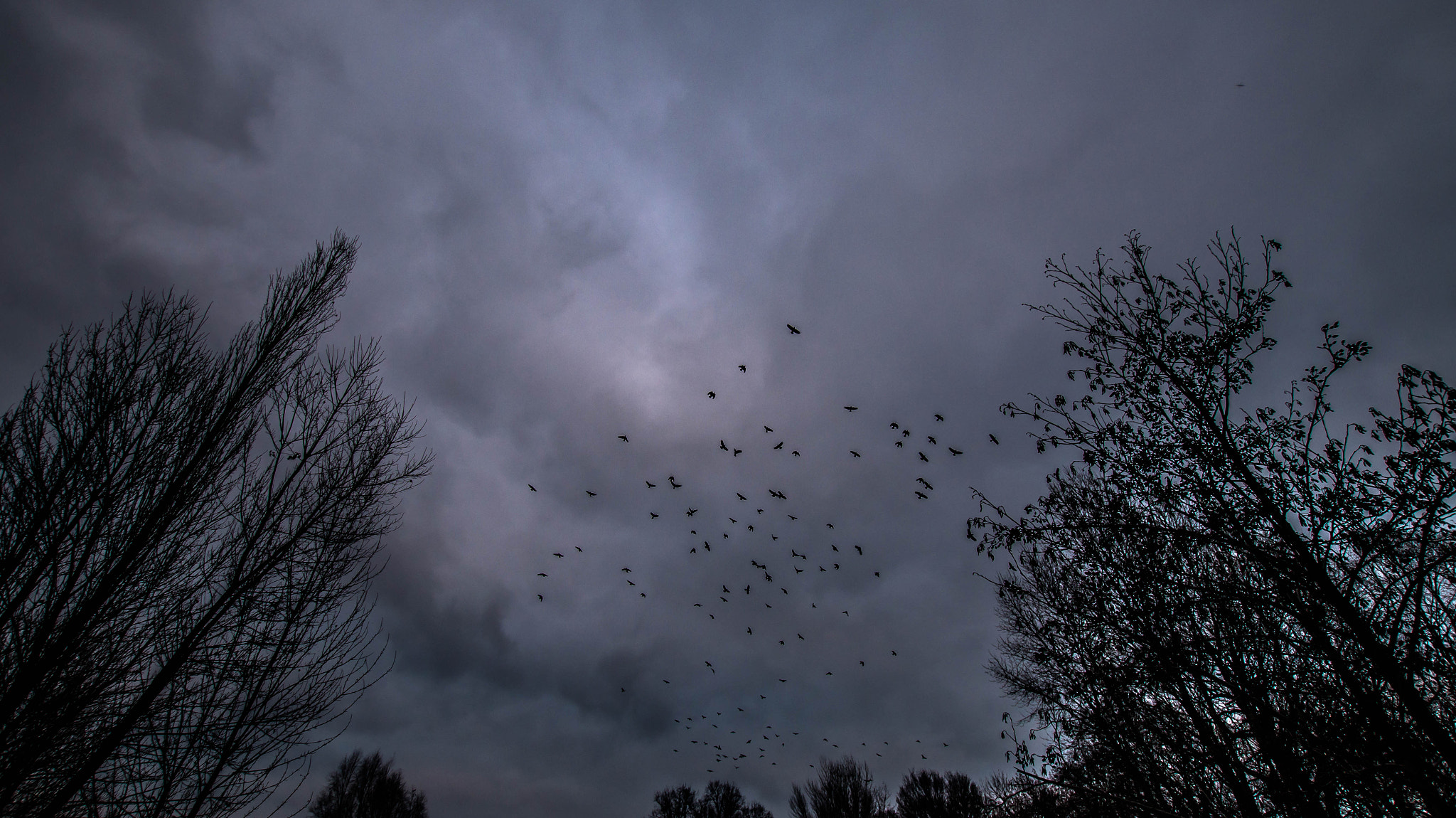 Sony SLT-A58 + Sigma 10-20mm F3.5 EX DC HSM sample photo. Birds photography