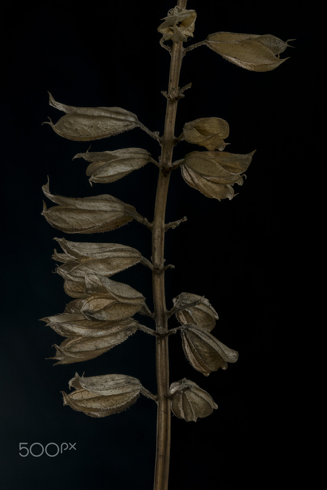 Sigma 105mm F2.8 EX DG OS HSM sample photo. Salvia seed pods photography