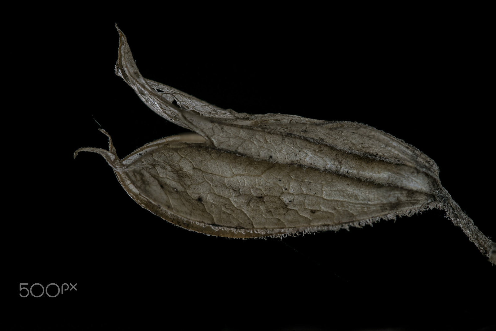 Sigma 105mm F2.8 EX DG OS HSM sample photo. Salvia seed pod photography