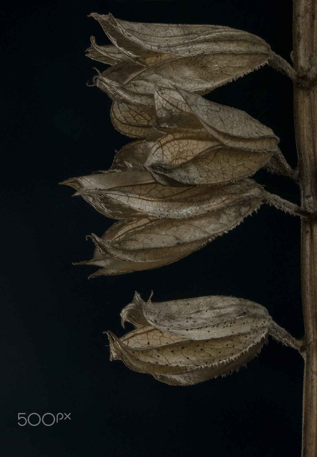 Sigma 105mm F2.8 EX DG OS HSM sample photo. Salvia seed pods photography
