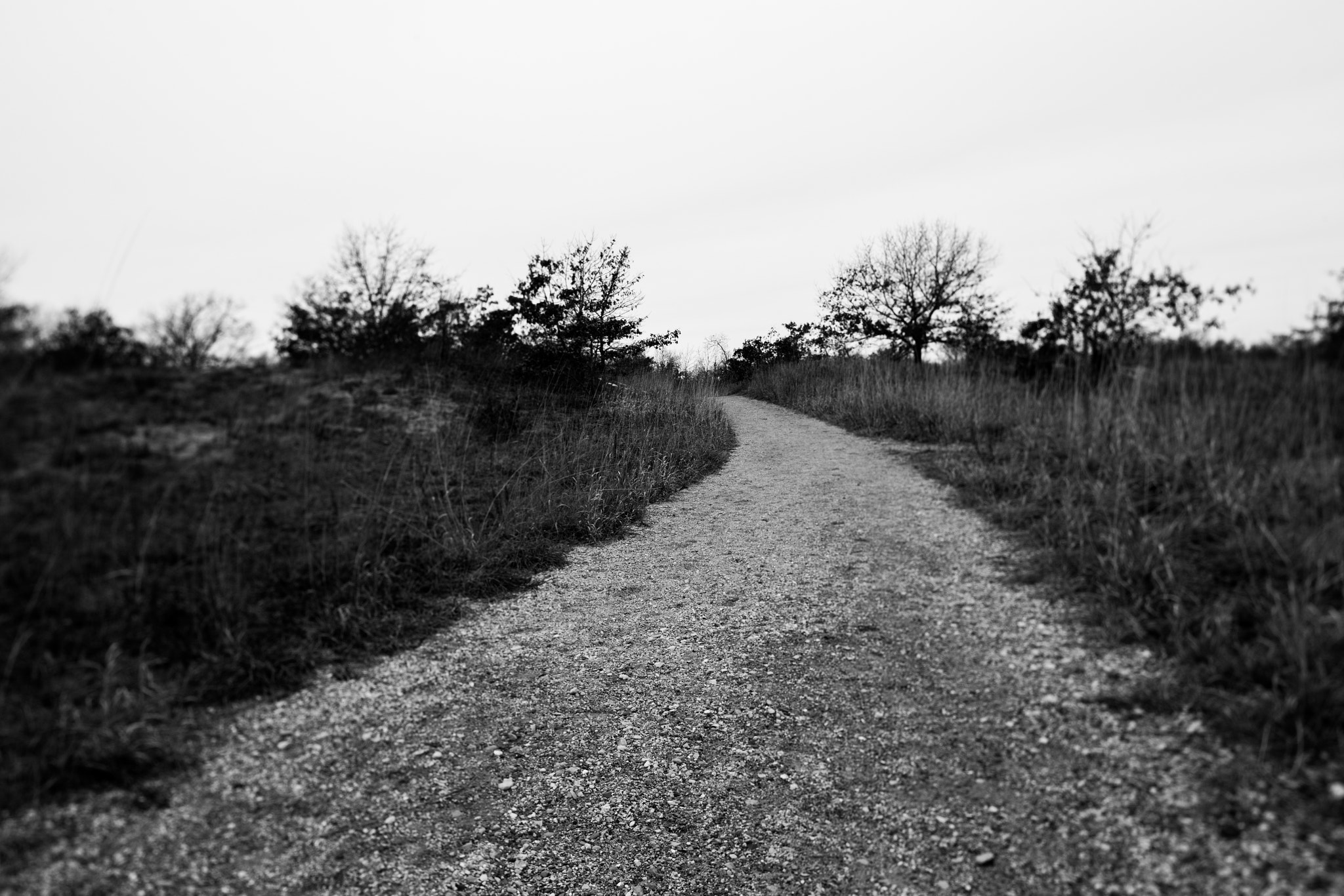 Canon TS-E 24.0mm f/3.5 L II sample photo. Solitude path photography