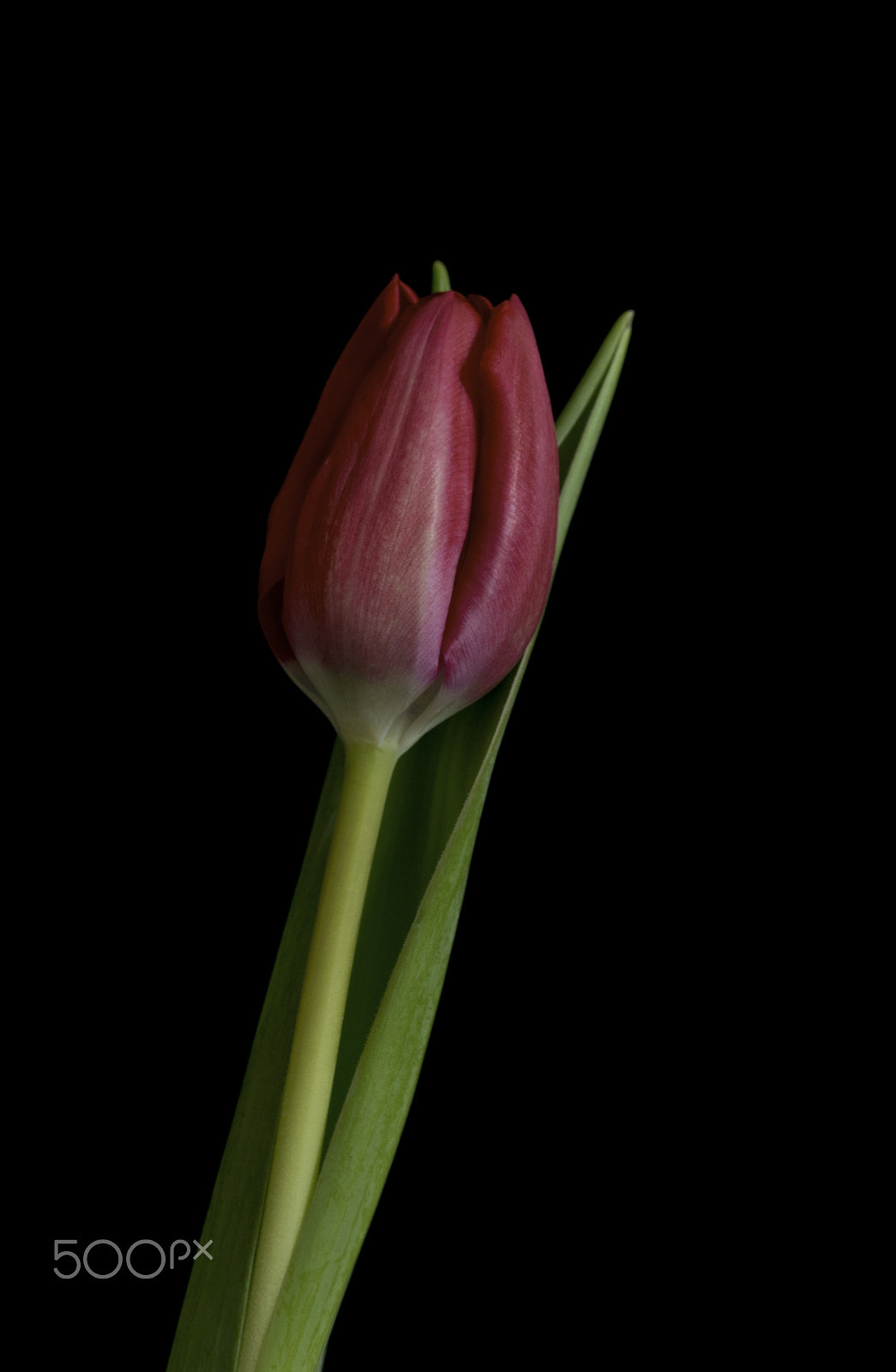Sigma 105mm F2.8 EX DG OS HSM sample photo. Red tulip photography